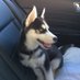 Justice For Puppies Worldwide “JFPW” (@jfpw_zeus) Twitter profile photo Justice For Puppies Worldwide “JFPW” (@jfpw_zeus) Twitter profile photo