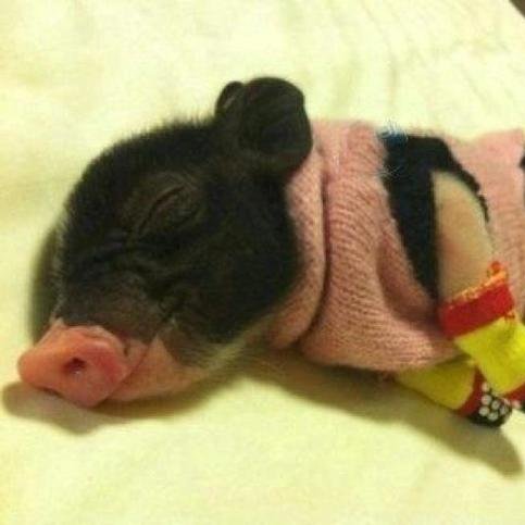 Under09101's profile picture. Un p'tit cochon