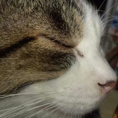 ag_fukutaro's profile picture. アコギインストとウクレレ。見る雀勢。ASDとADHDと鬱と糖尿病。#麻雀遊戯王 #ささかまーω #ニカイダー 🐥🍓#セガサミーフェニックス 推し！天鳳･雀魂 #誠一組 組員 YouTubeも！「#喫茶コエノワ」筆頭常連客。