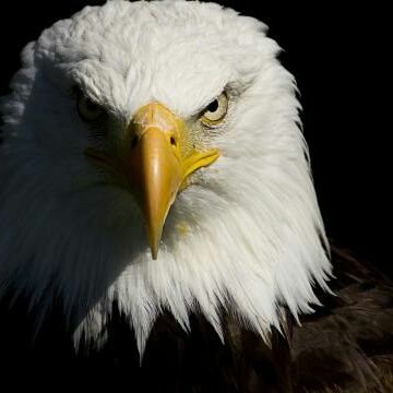 FHSEagleBeat's profile picture. • FHS student journalism • Eagle Beat Newspaper•