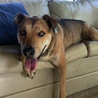 Chris Pflum (@raptormkii) 's Twitter Profile