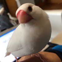 よん (@qilmpaimr4gp8bx) 's Twitter Profile