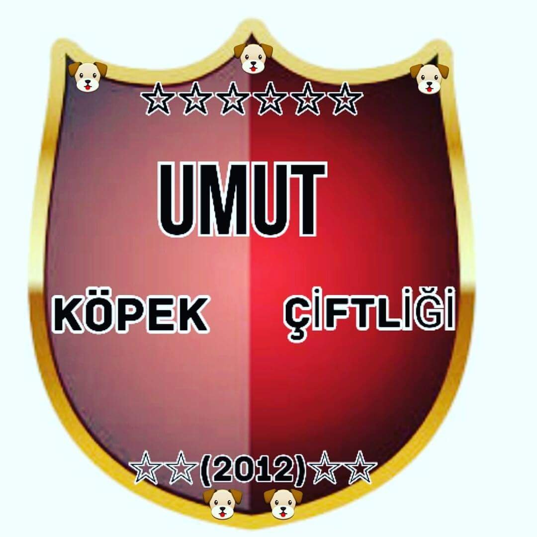 umut_kopek's profile picture. Evcil KÖPEK BESLEYICISI ve URETICISI 
PITPUL
ALMAN KURDU
ROTVAYDIR
SIBIRYA KURDU 
KANGAL
ÇOBAN BULUNMAKTADIR