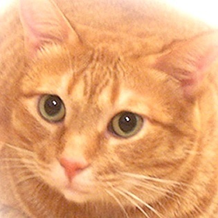 neko_dasuke Profile Picture