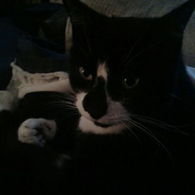 Cat lady, could be crazy