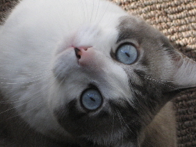 ash1111's profile picture. A happily married house painter who loves the Washington Redskins, his cat  Duckie, playing poker, tweeting, and working hard!