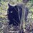 dandelion0256
