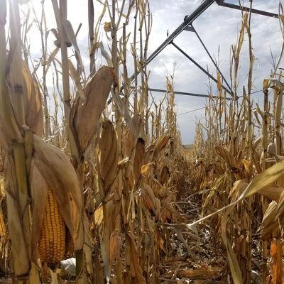 hogfarmer1990's profile picture. Husband and Father of 3.  Livestock and Grain Farming... It's not a job, IT'S A WAY OF LIFE!