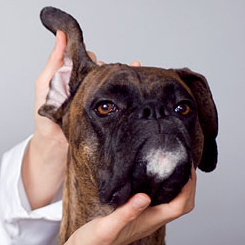 We are a vet recruitment & retention business. We find great staff for UK clinics. We also produce webinars, ebooks & a monthly blog for vets and clinic owners.