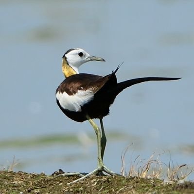 栃木県を流れる思川流域を、カメラを担いでリハビリ散歩している素人老人です。散歩で出逢った動植物、自然を中心に撮影しています。識別等、間違いがあると思いますが、宜しく、お願い致します。◇Nikon使用◇手持ち撮影◇野生生物への餌づけ・音響呼び寄せ等❌◇詳細撮影地非公開◇基本単独行動◇散歩人・平田輝明