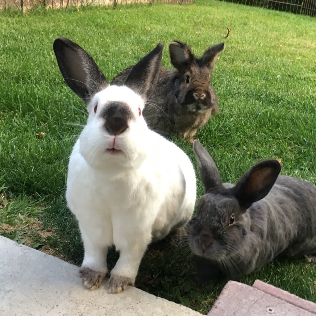 It's TGIBUNDAY! 6 adopted bunnies, now #cagefree #houserabbit, 2 #Sun #conure