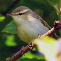 Jack Bucknall (@whitleybirder) 's Twitter Profile
