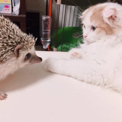 soriomochi's profile picture. 