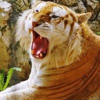 EL TIGRE(@luchotebar) 's Twitter Profile Photo