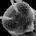 MicroInsectLab (@microinsectlab) Twitter profile photo MicroInsectLab (@microinsectlab) Twitter profile photo