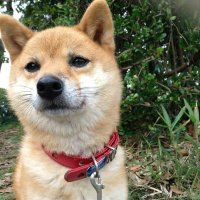 Asako (@asako_ara) Twitter profile photo