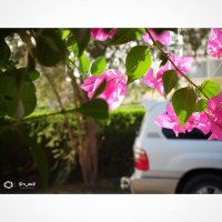 °•الــًٍـ♡ّــًٍـْغلابي•°🌹 (@c0o6p2vp6tkf4l1) 's Twitter Profile