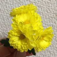 Uniii (@carrotcarny) 's Twitter Profile Photo