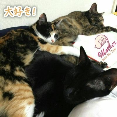 のらねこさんのプロフィール画像