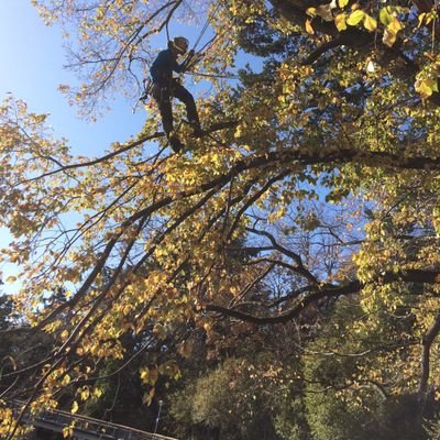 Father, BMX, photog. Tree worker rights.
Arborist consultant and urban forestry critic.