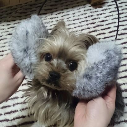 berotomah's profile picture. ぼくは、べろといいます😉ちょっとかわったよーくしゃーてりあだよ！ぱぱとにほんでくらしているよ～ぼくのぱぱはとうしといんたーねっとびじねすでせいかつしているよ！ぼくはもでるもしているよ！おかねのそうだんもうけつけてるって😘いろんなひともいぬもなかよくしてね！！