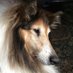 Veronica Lamb & pets π RIP Austin & Shadow πππ (@lamb123v) Twitter profile photo Veronica Lamb & pets π RIP Austin & Shadow πππ (@lamb123v) Twitter profile photo