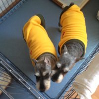 7M2PDT_Shusan (@7m2pdt) 's Twitter Profile Photo