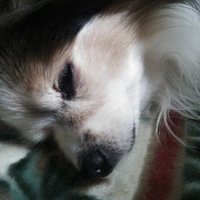 うさ (@takasaki_u) 's Twitter Profile
