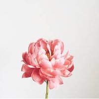 Sana Hussain (@sana_hussain9) 's Twitter Profile