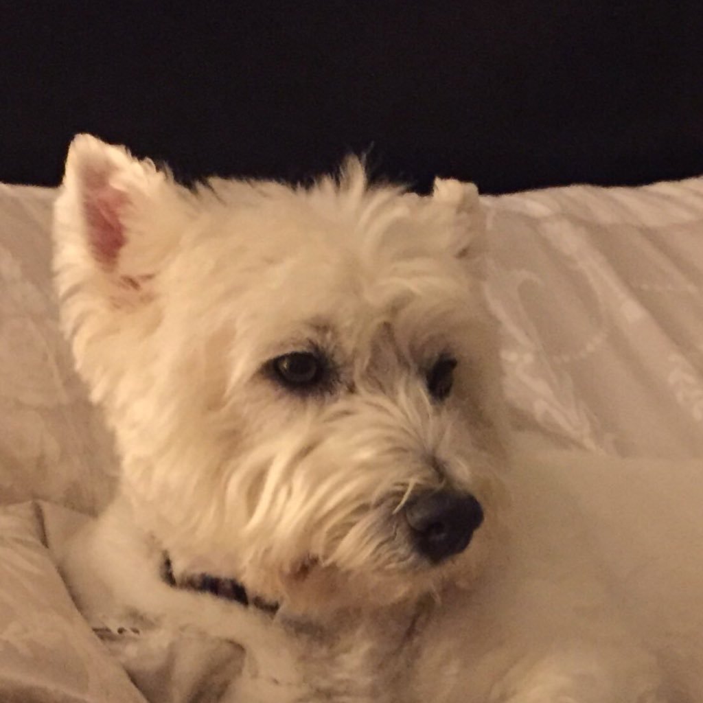 Love life,new walks,fine dining &being human!(Oops forgot-I'm a Westie). Views either mine or my owners &may be random-we love gin! My owner’s a CAT therapist.