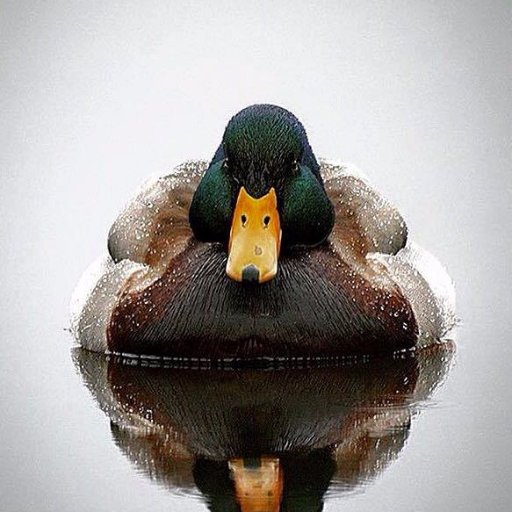 giorgikacharav3's profile picture. 