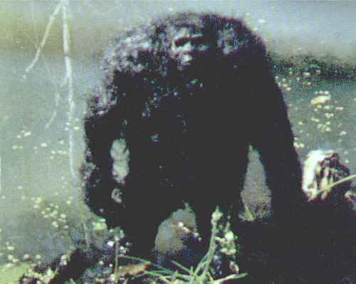 http://t.co/aS5PF6LBz3 is a blog devoted to cryptozoology and the unexplained.  The site is maintained by Bob Bell.