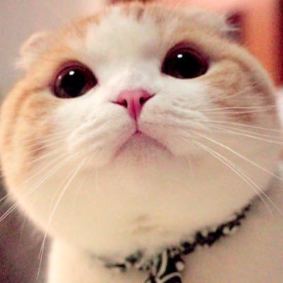 まんまる猫の「うなぎ(茶色)」と「ぽんちょ(薄三毛)」だよ。うなぽんのもふもふ具合をお届けしています。 anicas所属 連絡先→@anicas_jp ⭐️YouTubeに子猫時代の動画があります↓↓