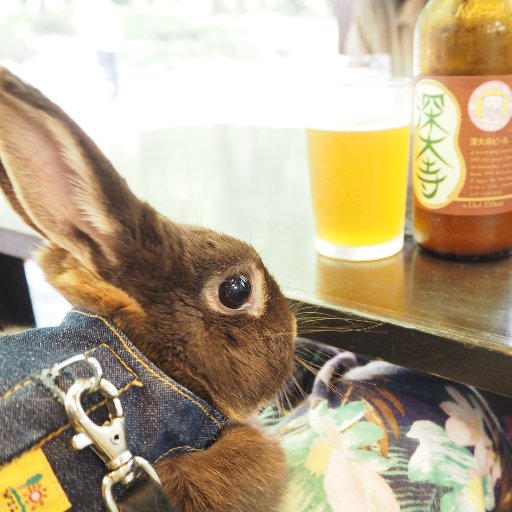 momo_chineko's profile picture. i love mocha she is very funny rabbit!   i can use japanese, english and chinese.  but please tweet to me in japanese! (^_^)