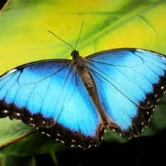 Alexanator22's profile picture. #Katsfamily #Doritogang #RomanAtWood #Teambutterfly