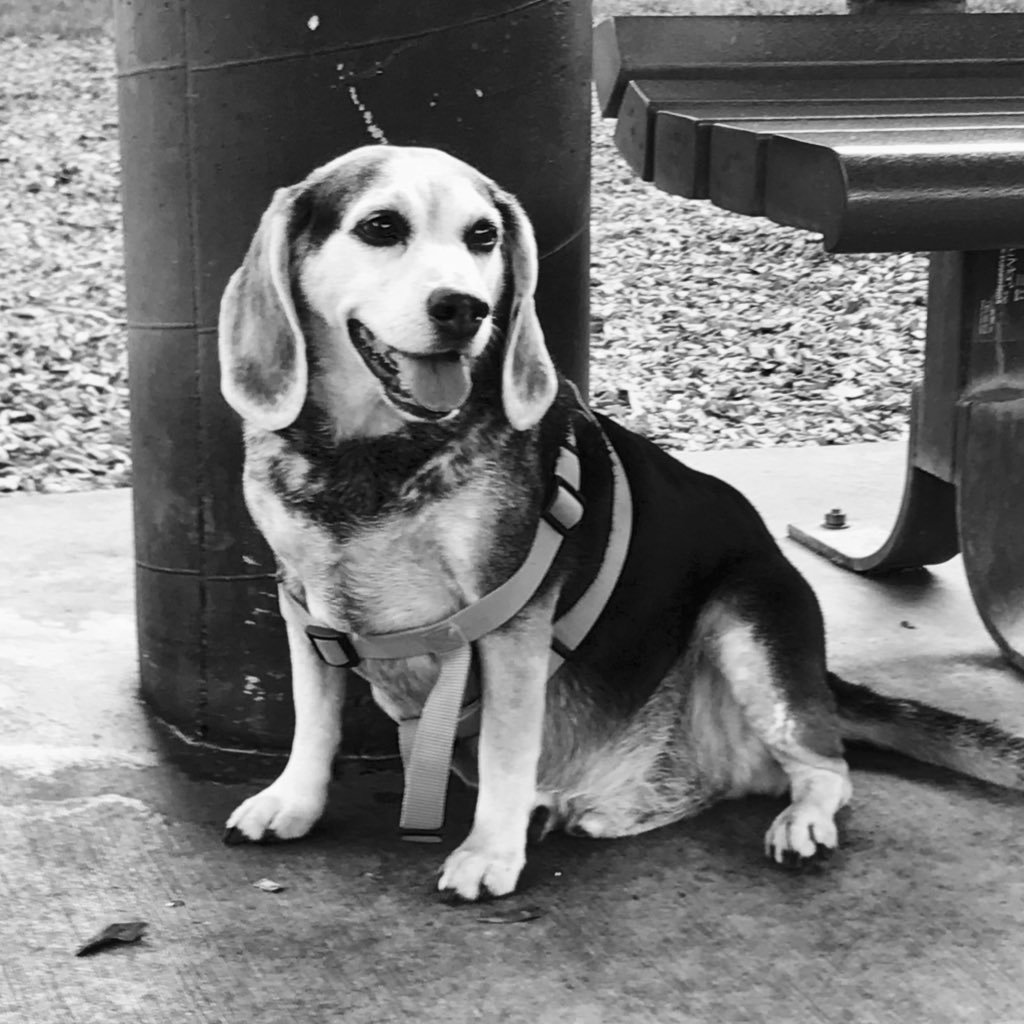 tymwalt's profile picture. beagles, qa, motorcycles, cars, gym, in no particular order