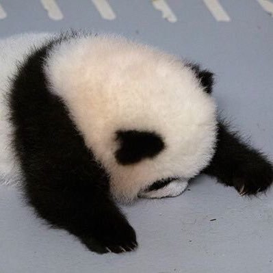 KPNineThree's profile picture. this is a panda fan page.