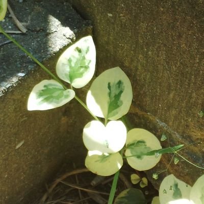 みやもりさんのプロフィール画像