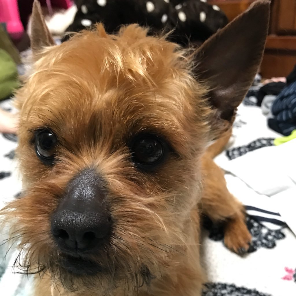 shinma1126's profile picture. 新しい地図　慎吾ちゃん担　バスケット🏀千葉ジェッツ富樫勇樹沼落ち中