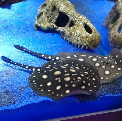 *wlw : ファイターメイン、アタッカー、サポも練習中 早く上達したい
*ダーツ : 最近やってない…
♪器械体操
♪ALI PROJECT