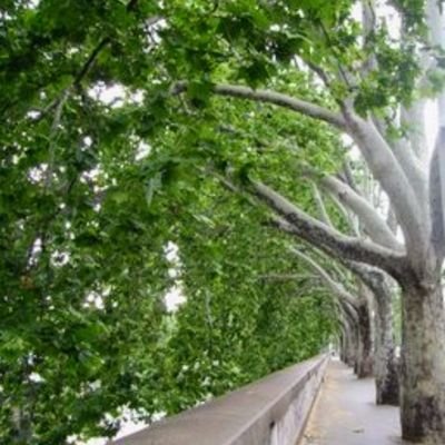 MPlatt4's profile picture. 