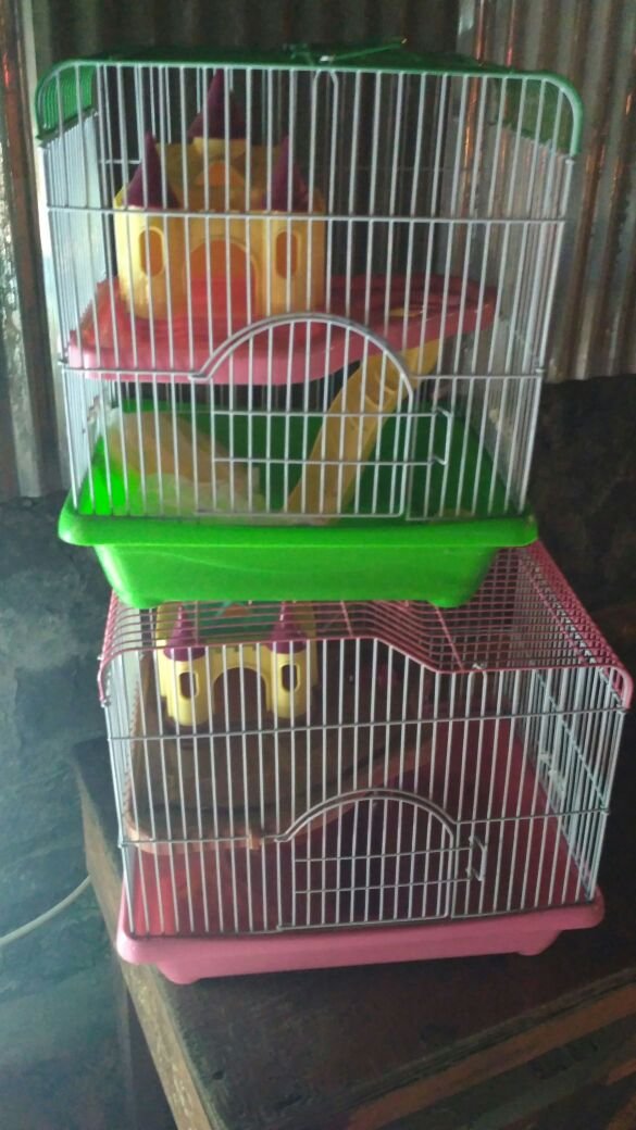 jual hamster jenis campbell,winter,syrian dan robo
serta menjual pula aksesoris nya