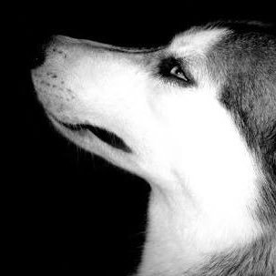 charitysolutori's profile picture. 