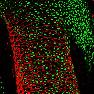 The Zelzer lab performs interdisciplinary research on the development and morphogenesis of the musculoskeletal and proprioceptive system 🐁🔬🦴🧬