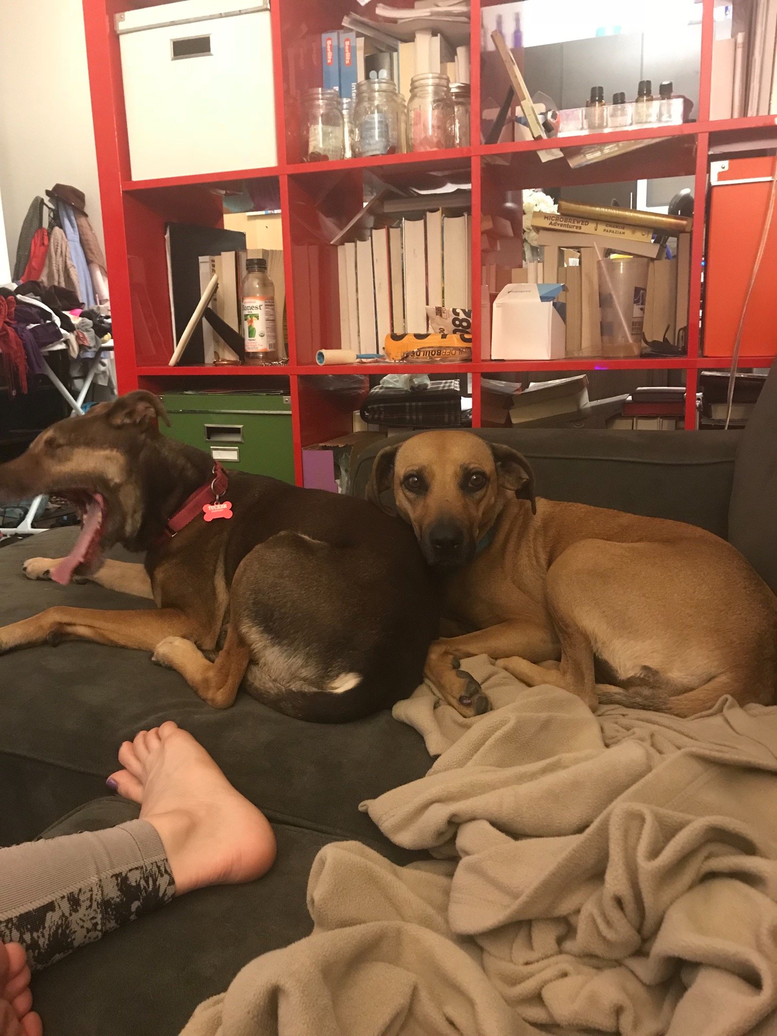 Colorad0gs's profile picture. Tucker, Sierra, Whiskey. Our mom tweets at @coloradrllc