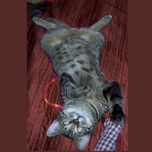 Animal lover. Nature Lover. Reiki Master. Crafter. Owned by 2 cats.