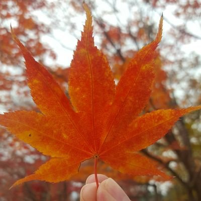 jurdanho's profile picture. Lifestyle Photographer and Cosplay Photographer base in PH and TW