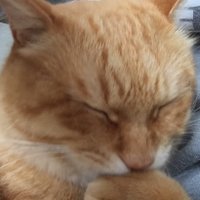 初見わこつ(#) (@skbb8207) 's Twitter Profile