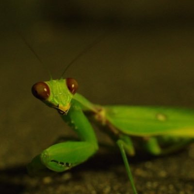 好きな飲み物はクリームソーダ、尊敬する人はカマキリ大先生、