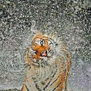 ivogor1's profile picture. 